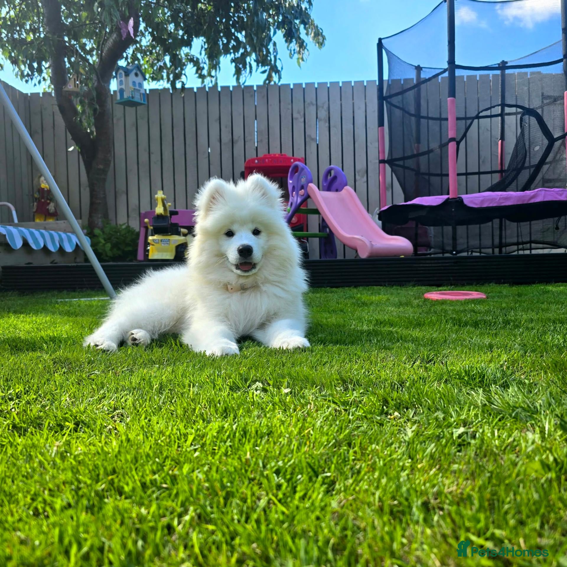 Samoyed dogs 14 week old female samoyed  - Advert 1