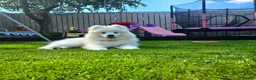 Samoyed dogs for sale: 14 week old female samoyed  - Advert 1