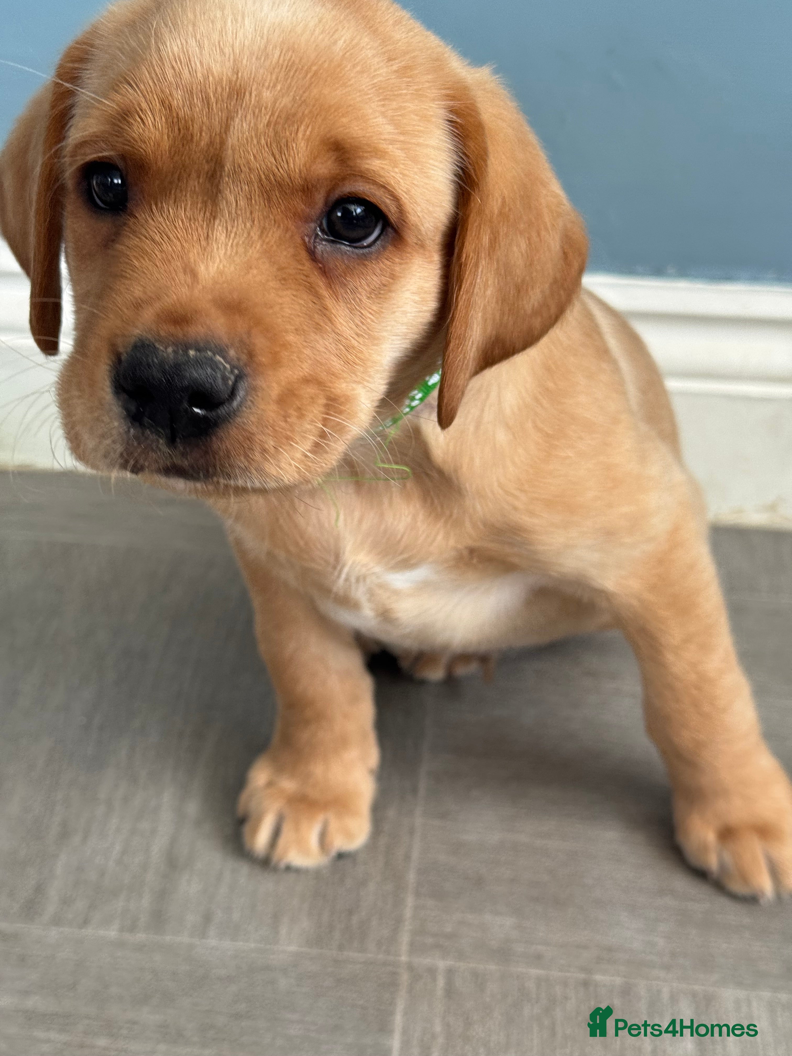 Labrador Retriever dogs Ready Boys - Fully health tested parents KC 💛🧡 - Advert 2
