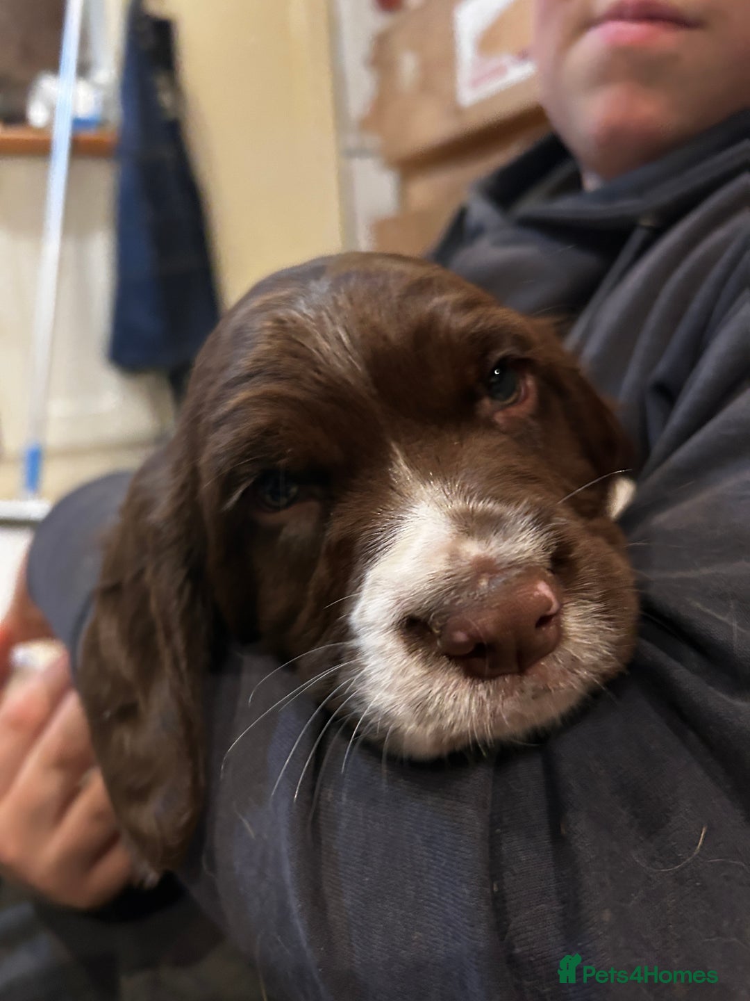 English Springer Spaniel dogs for sale: Working English springer spaniel puppies  - Image 5