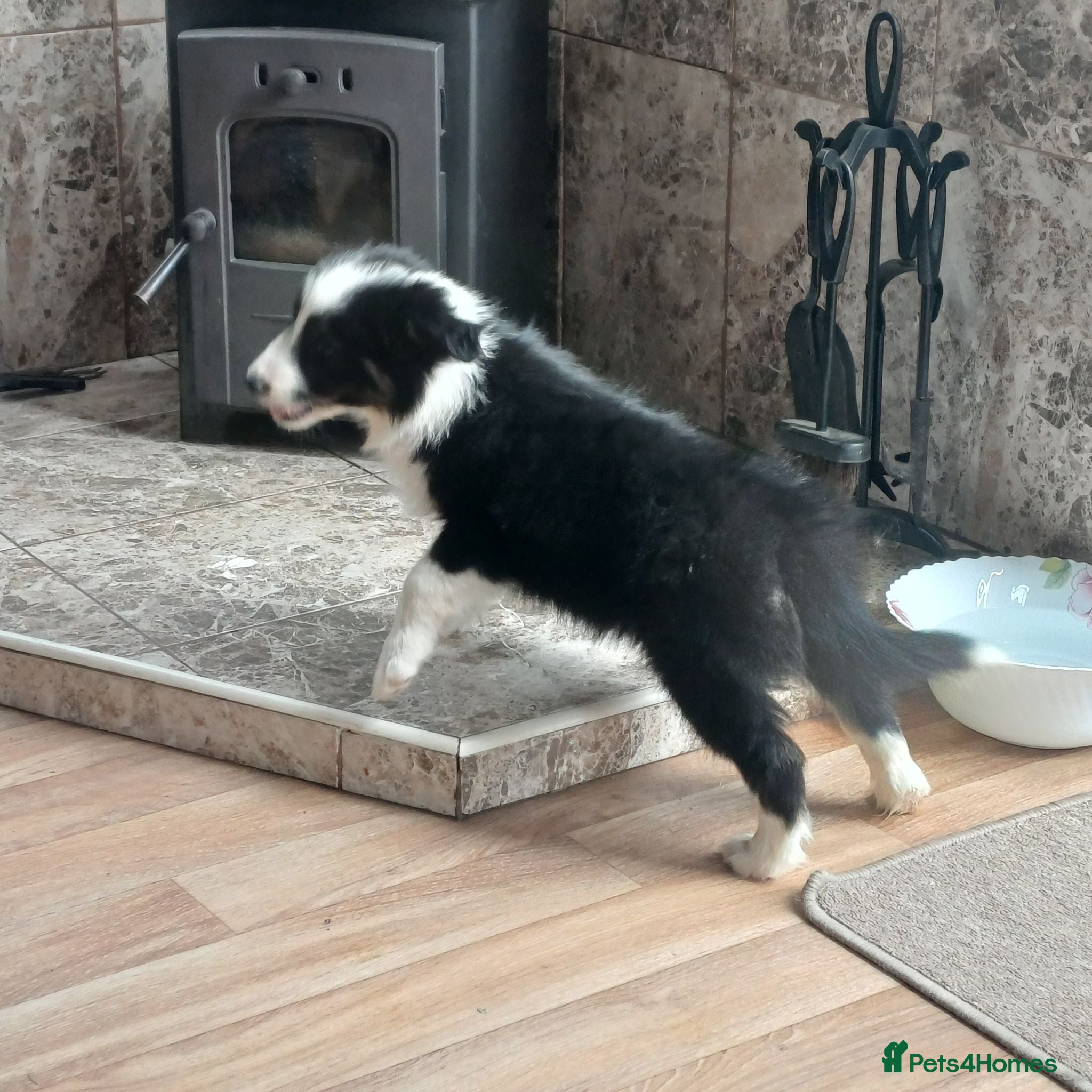 Border Collie dogs Border Collie Boy Puppies Ready Now. - Advert 2