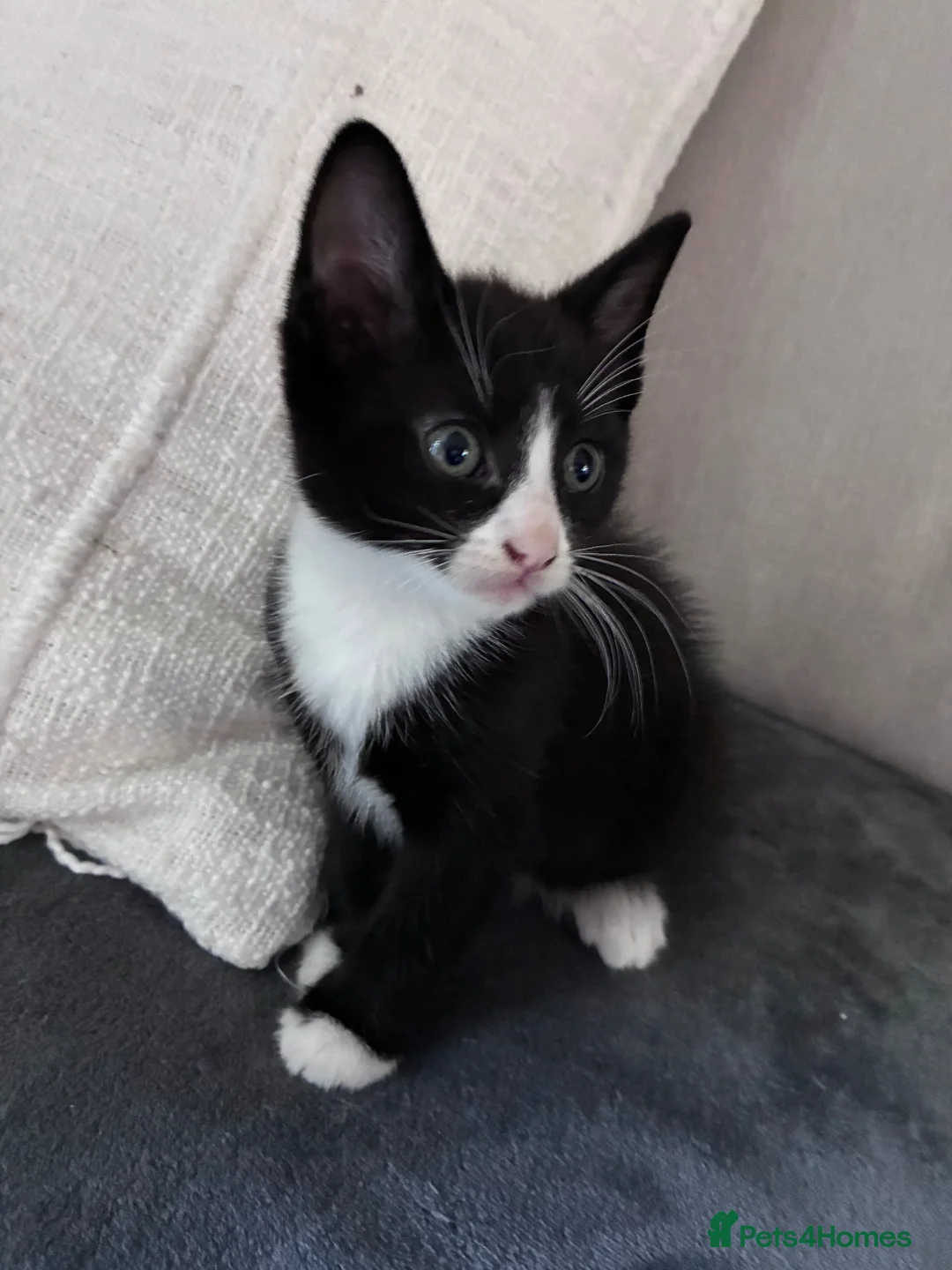 Mixed Breed cats for sale: Beautiful kittens for sale in Horsham - Advert 2