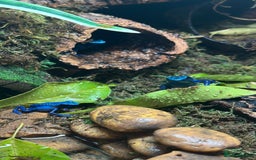 Frog reptiles for sale: 🩵🩵BLUE FROGS FOR SALE 🩵🩵 - Image 3