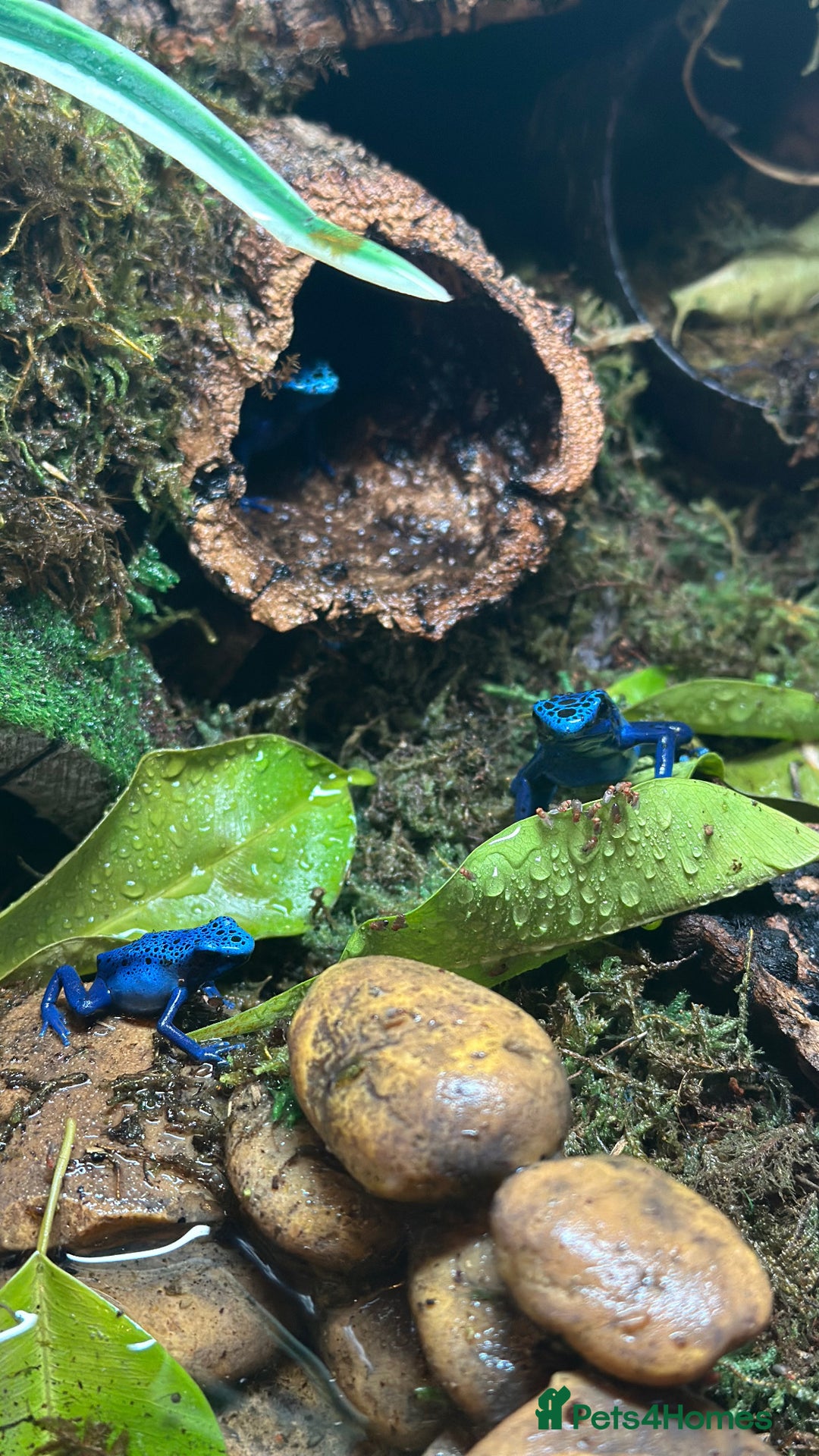 Frog reptiles for sale: 🩵🩵BLUE FROGS FOR SALE 🩵🩵 - Image 3