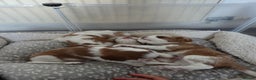 Cavalier King Charles Spaniel dogs for sale: Cavalier King Charles Spaniel 3 x puppies - Advert 16