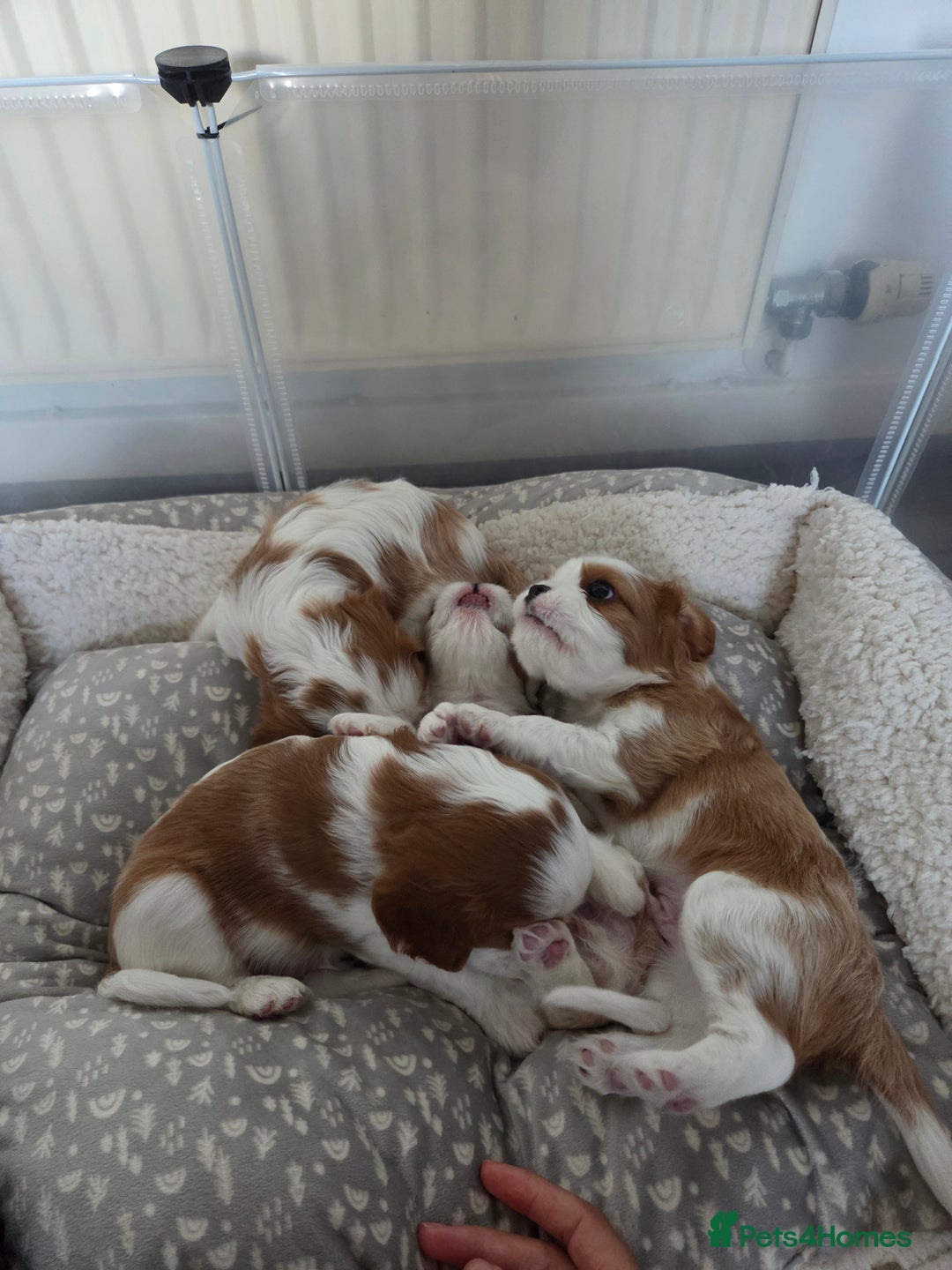 Cavalier King Charles Spaniel dogs for sale: Cavalier King Charles Spaniel 3 x puppies - Advert 16