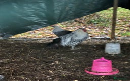 Chickens poultry for sale: Silver death later breeding group  - Advert 8