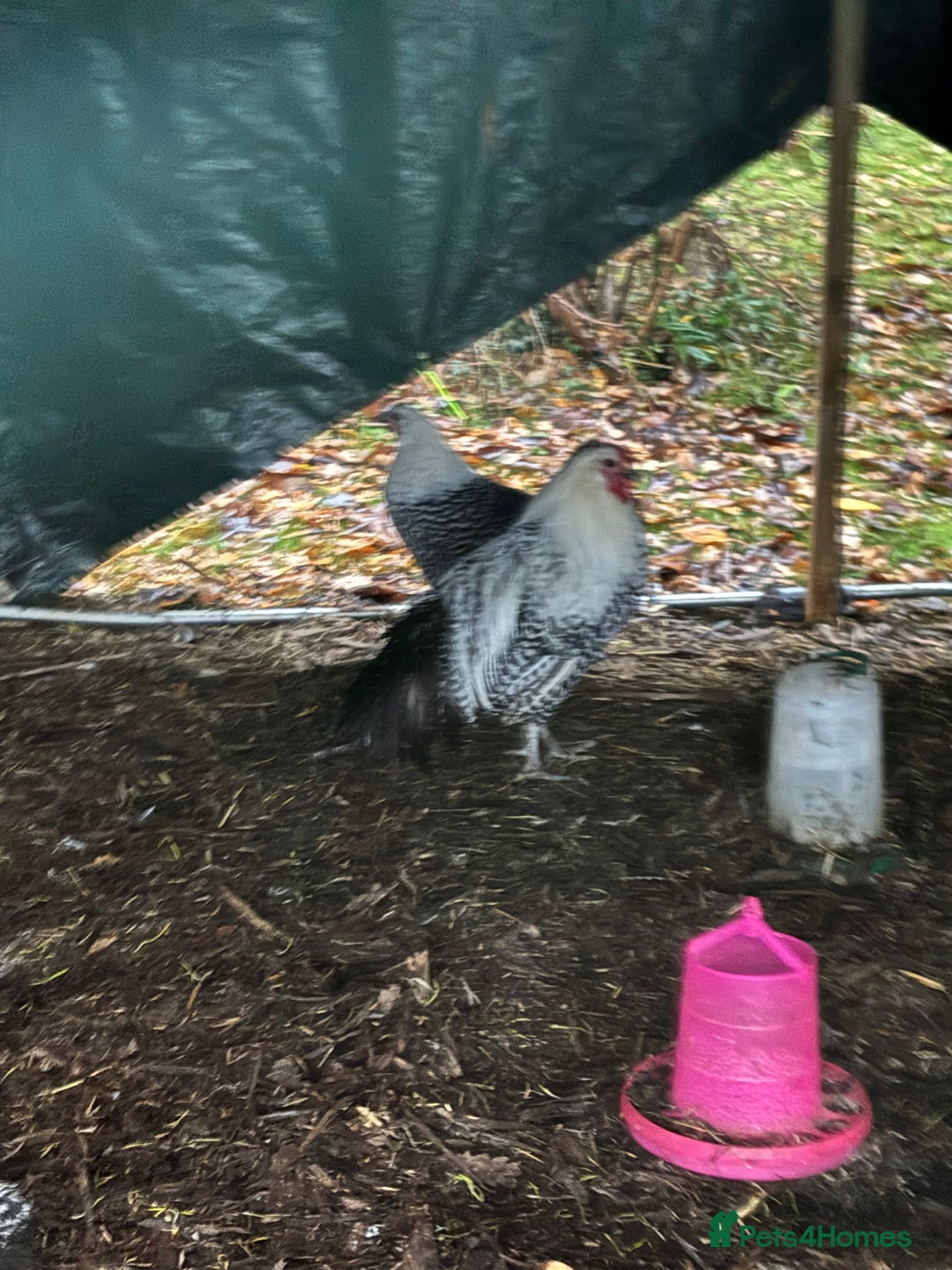 Chickens poultry for sale: Silver death later breeding group  - Advert 8