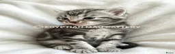 Egyptian Mau cats for sale: TICA reg SNOW LEOPARD EGYPTIAN MAU X BENGAL  - Advert 26