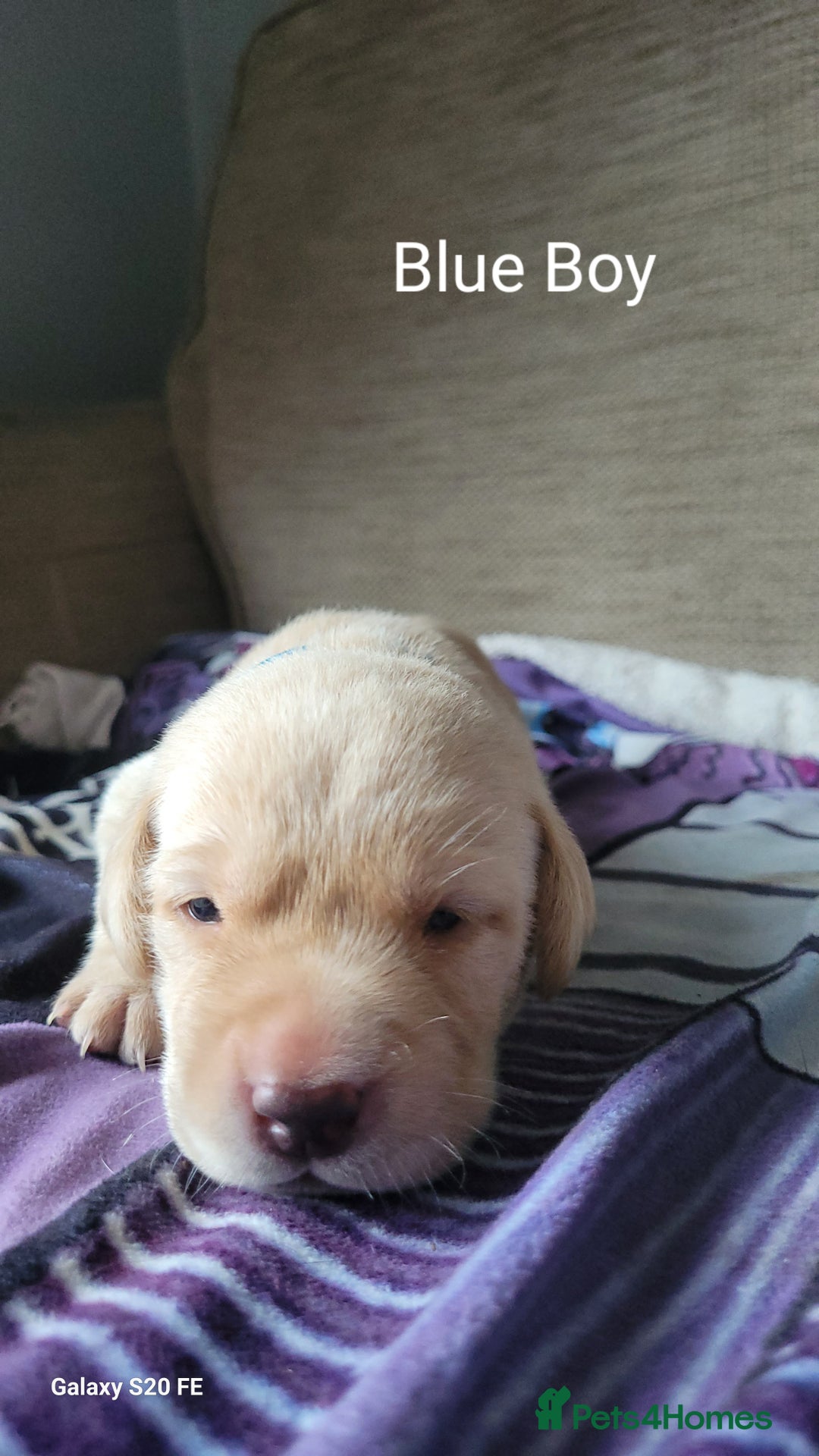 Labrador Retriever dogs for sale: 6 beautiful Labrador (all reserved)  - Advert 6