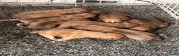 Lakeland Terrier dogs for sale: Working Lakeland terrier puppies  - Advert 7