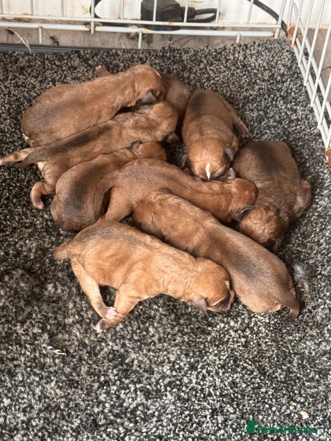 Lakeland Terrier dogs for sale: Working Lakeland terrier puppies  - Advert 7