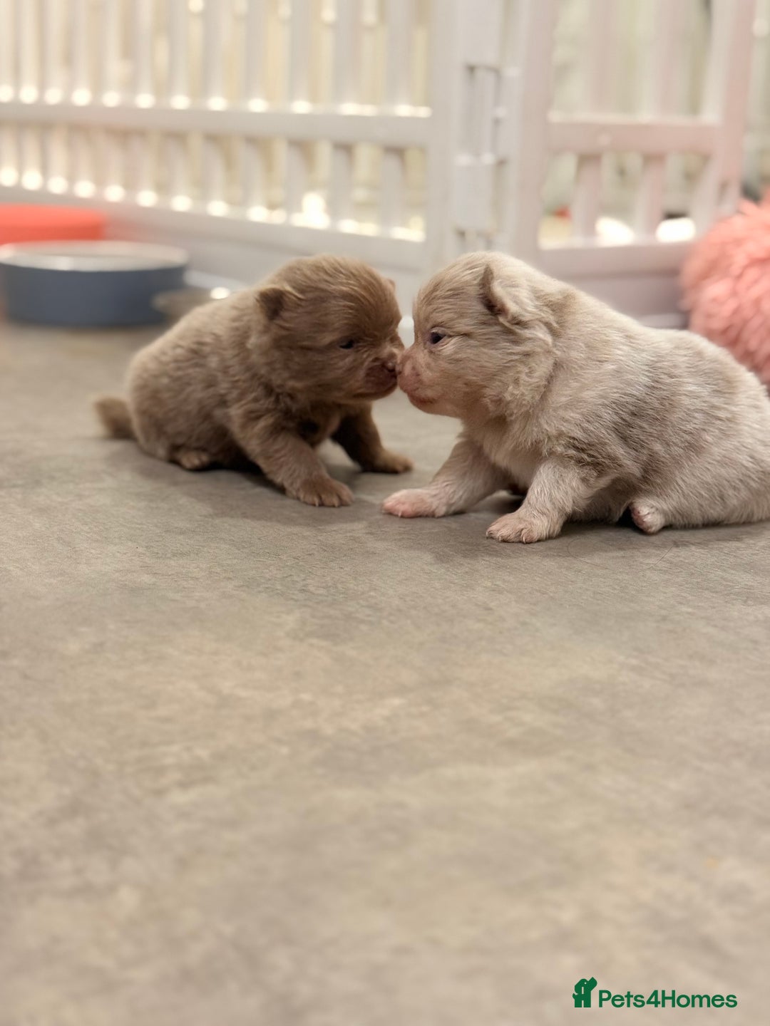 Pomeranian dogs for sale: 🧸 Dream Teddy Bear( Price reduced) - Advert 11