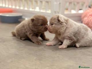 Pomeranian dogs ** Reserve Your Dream Puppy Now ** - Advert 17