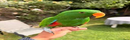 Parrots birds for sale: Male Eclectus parrot - Advert 1