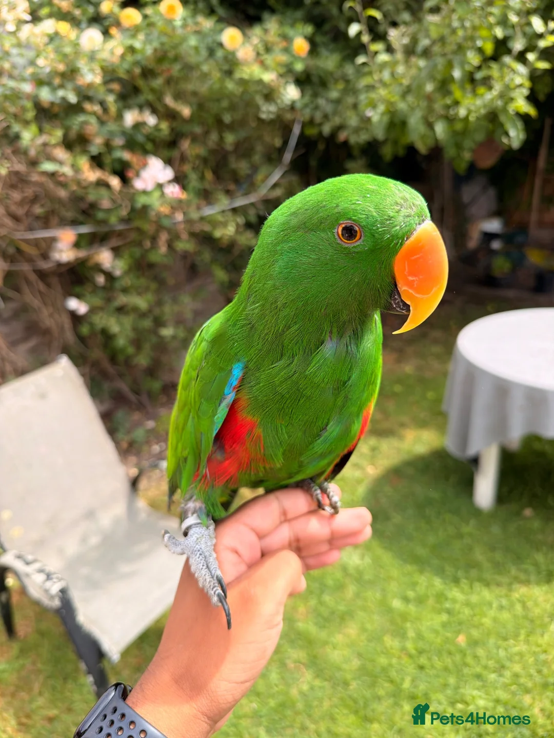 Parrots birds for sale: Male Eclectus parrot - Advert 1