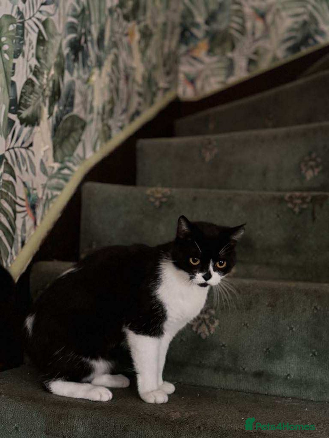 British Shorthair cats for sale: ritish Shorthair Active Breeding Queen (GCCF) - Image 3