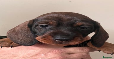 Dachshund dogs FULLY health tested KC wirehair dachshund (Teckel) - Advert 1