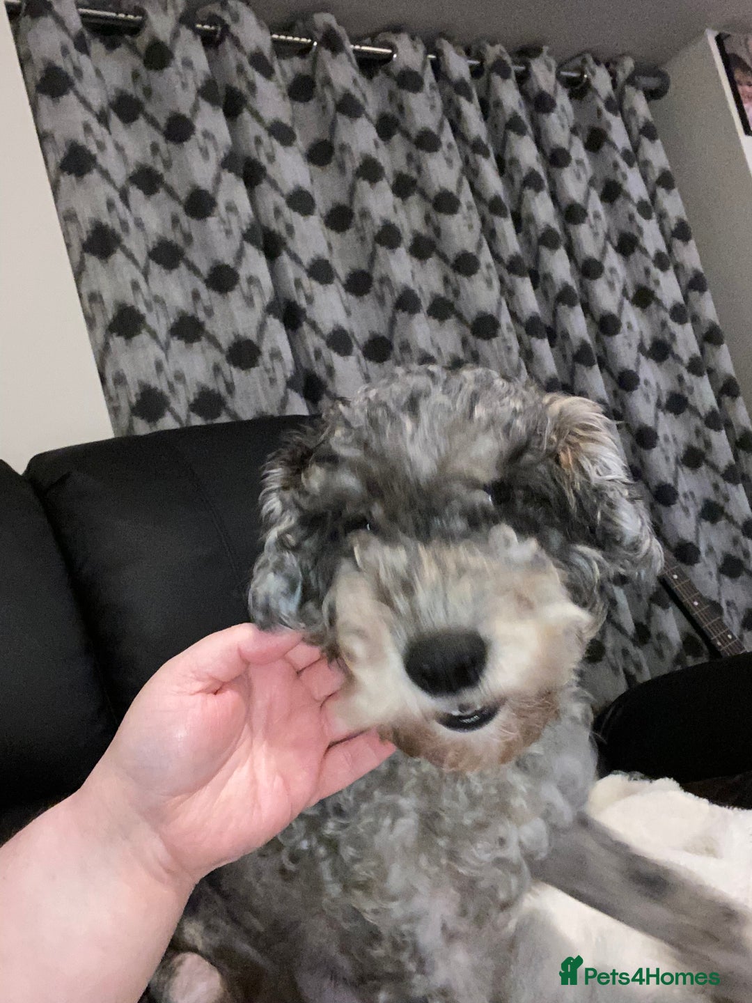 Toy Poodle dogs for sale: Beautiful Toy Poodle Pups  - Advert 16