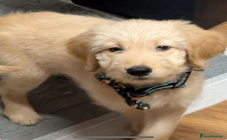 Goldendoodle dogs - Advert 7