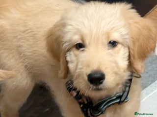 Goldendoodle dogs - Advert 21
