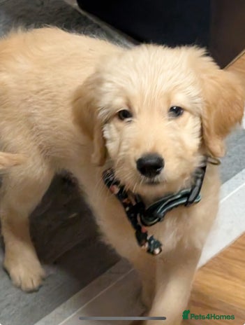 Goldendoodle dogs - Advert 1