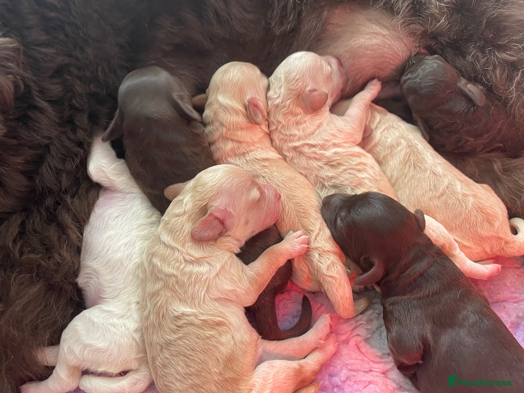 Labradoodle dogs ⭐️ F1b Miniature Labradoodles⭐️ - Advert 1