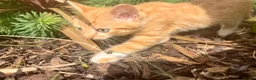 European cats for sale: Beautiful colourful kittens - Advert 15