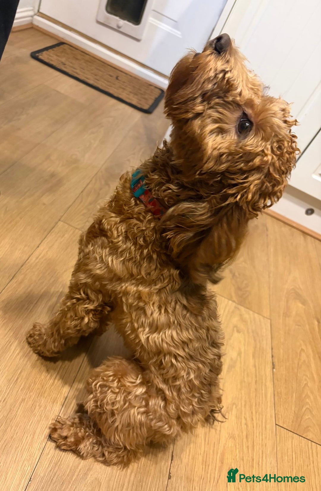 Cockapoo dogs for sale: 💥 Beautiful health checked F1B cockapoos 💥  - Advert 14