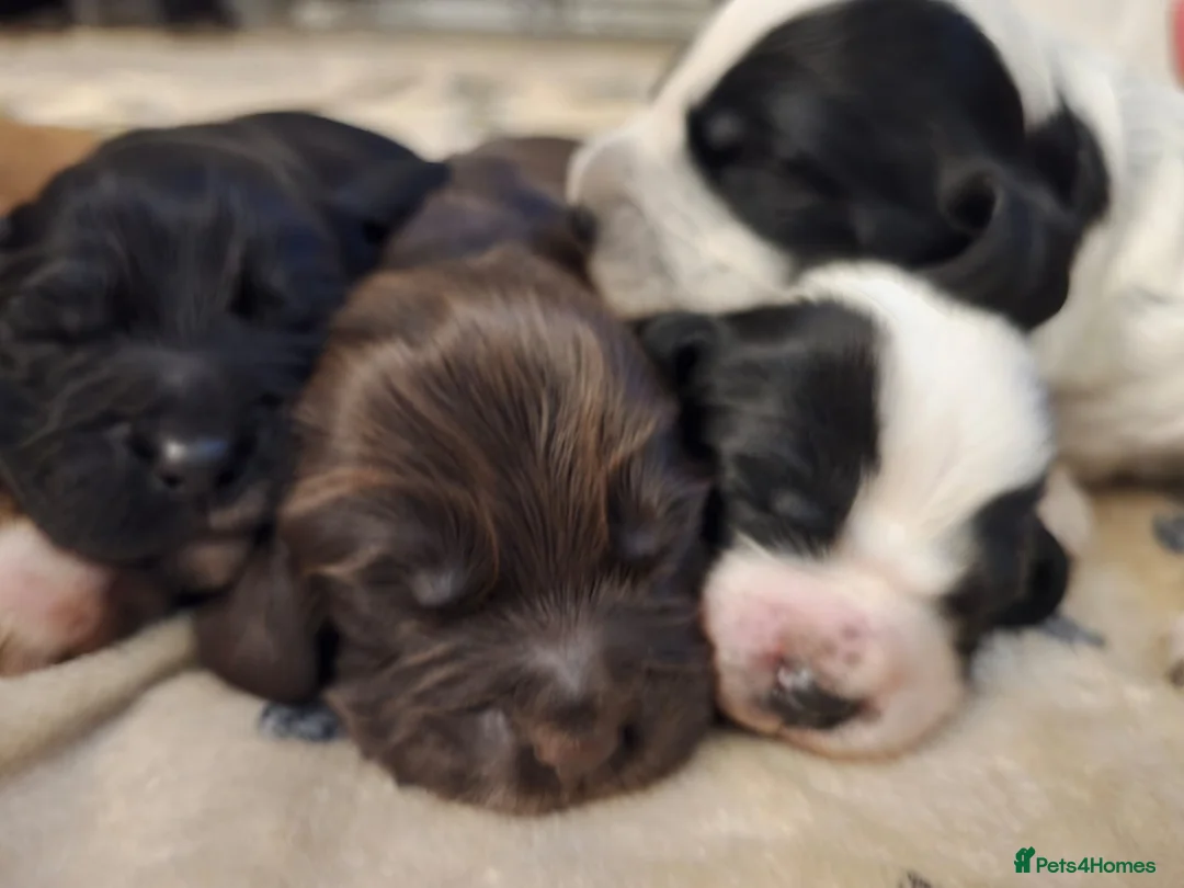 Cocker Spaniel dogs for sale: 🐶🐾 Exceptional Working Cocker Spaniel Puppies 🐾 - Advert 15