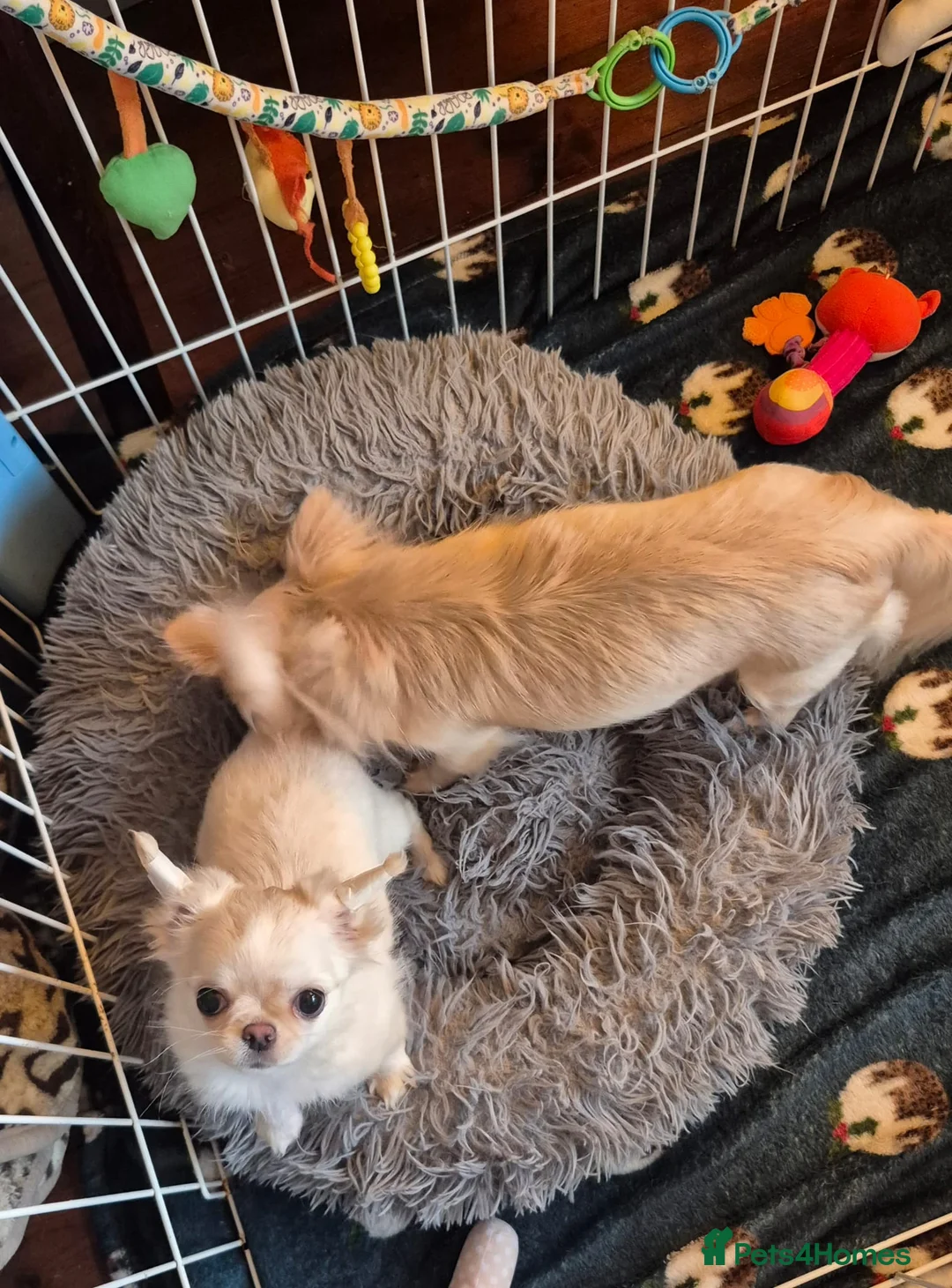 Chihuahua dogs for sale: Amazing Cream Longcoat Chihuahua Puppy. - Advert 5