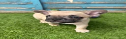French Bulldog dogs for sale: 5 frenchbull dog puppes - Advert 12