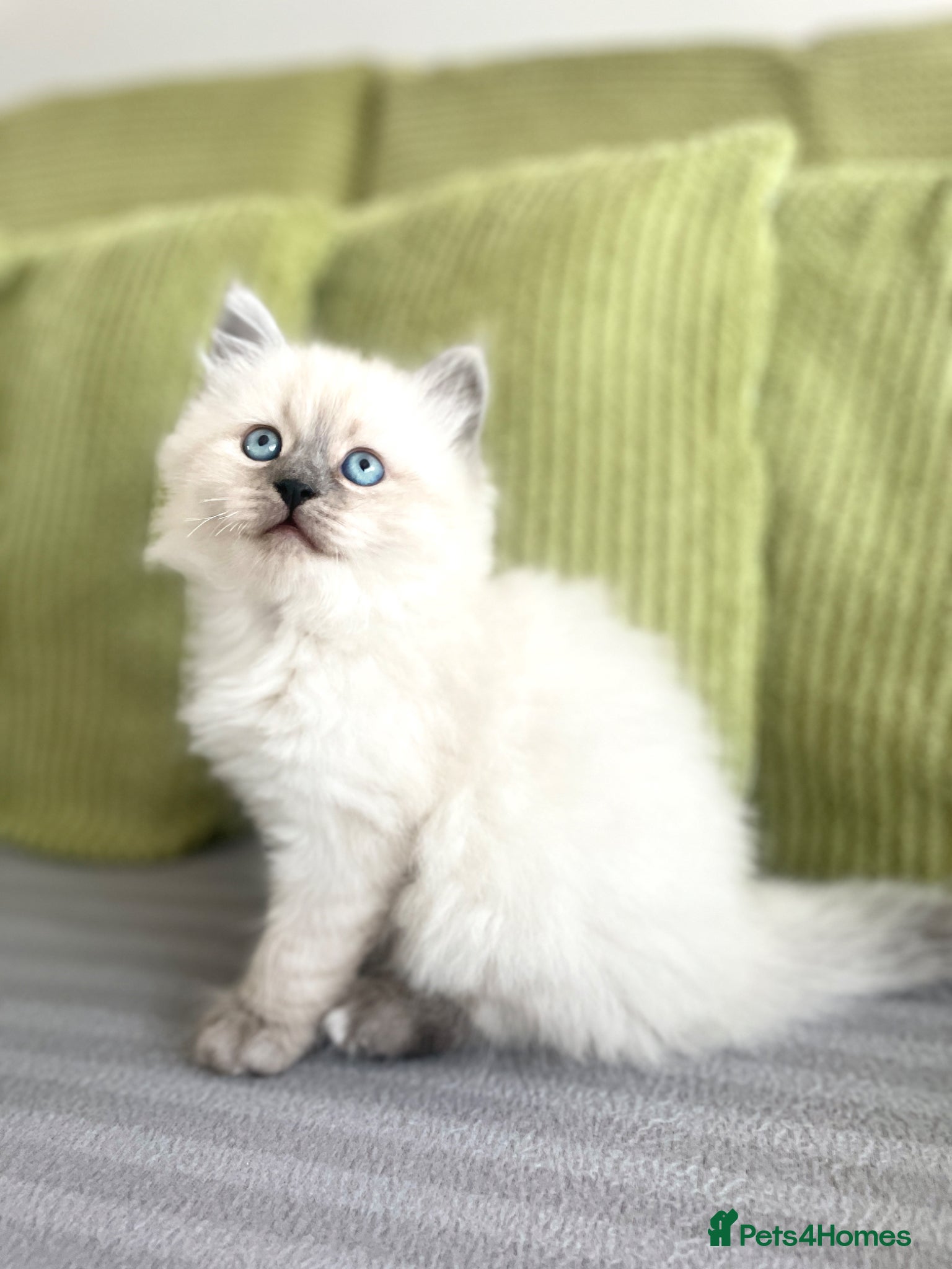 Siberian cats for sale: 2 Pure Neva Masquerade kittens available  - Advert 18