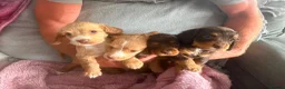 Cocker Spaniel dogs for sale: 4 stunning working cocker spaniel puppies in Merthyr Tydfil - Advert 4
