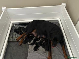Rottweiler dogs Chunky Rottweiler Puppies for sale - Advert 1