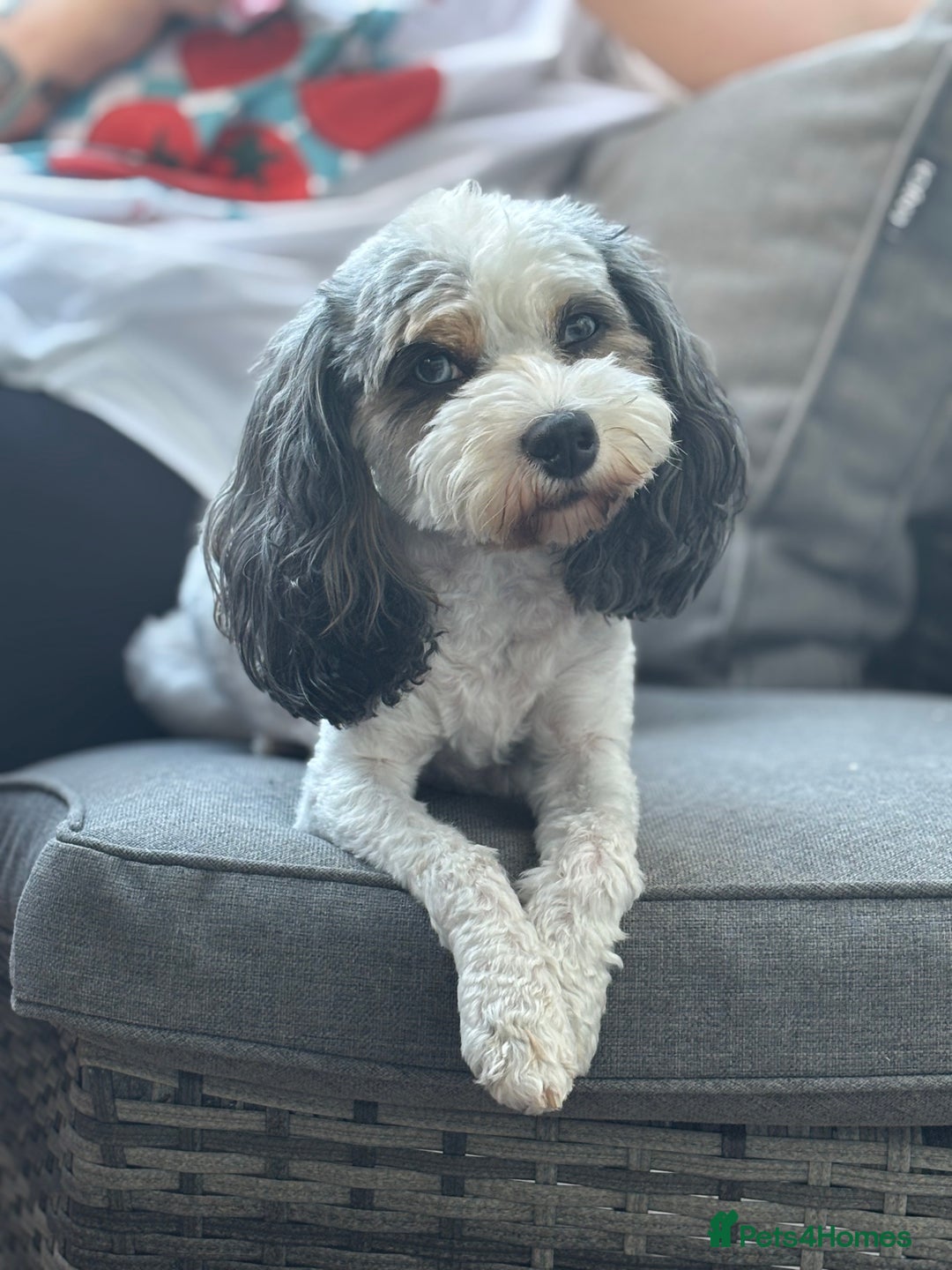 Cavapoo dogs for sale: Two Beautiful Boy Cavapoo Puppies For Sale  - Advert 10