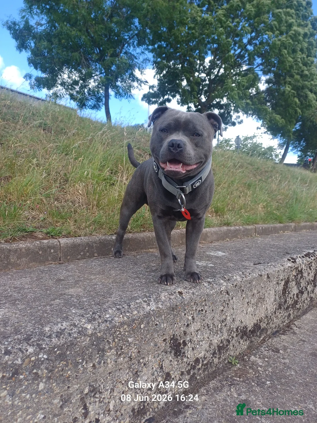 Staffordshire Bull Terrier dogs for stud: ZEUS for stud duties fully kc stunning blue lad  - Advert 17