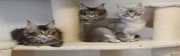 Maine Coon cats for sale: 🌟TICA🌟 reg pure maine coons - Advert 16