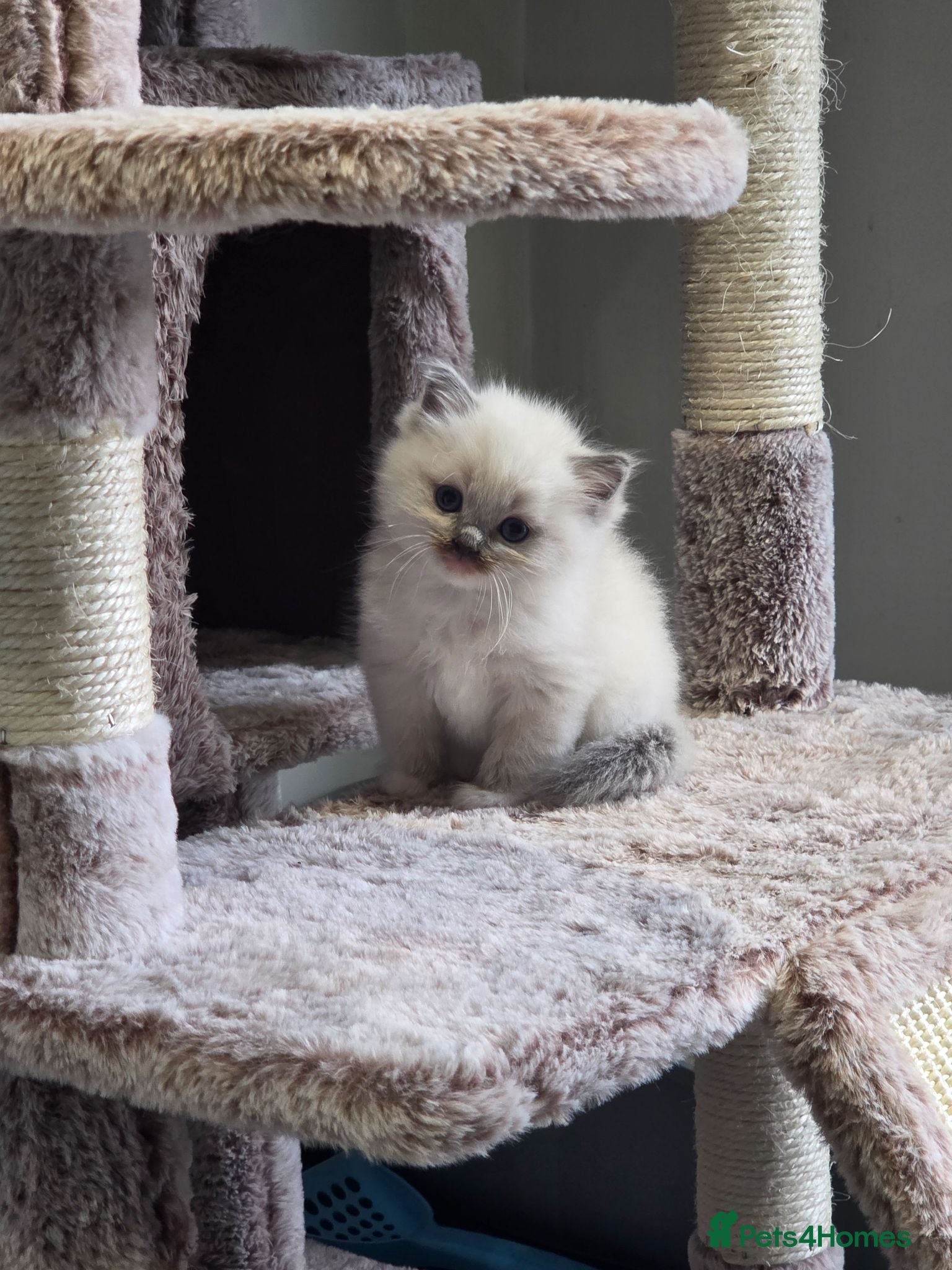 Ragdoll cats 4 Beautiful chunky ragdolls for sale £750 - Advert 2