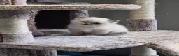 Ragdoll cats for sale:  chunky ragdolls for sale now reduced £550 - Advert 6