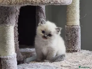 Ragdoll cats 4 Beautiful chunky ragdolls for sale £750 - Advert 2