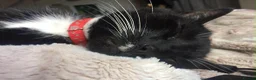 British Shorthair cats for sale: Cat for rehoming - Advert 1