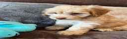 Cockapoo dogs for sale: 💙Beautiful,super friendly,Cockapoo F1 Puppies  - Advert 11