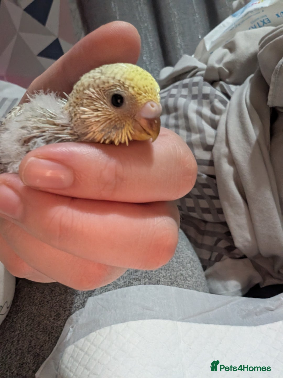 Budgerigars birds for sale: Baby budgies  - Advert 2