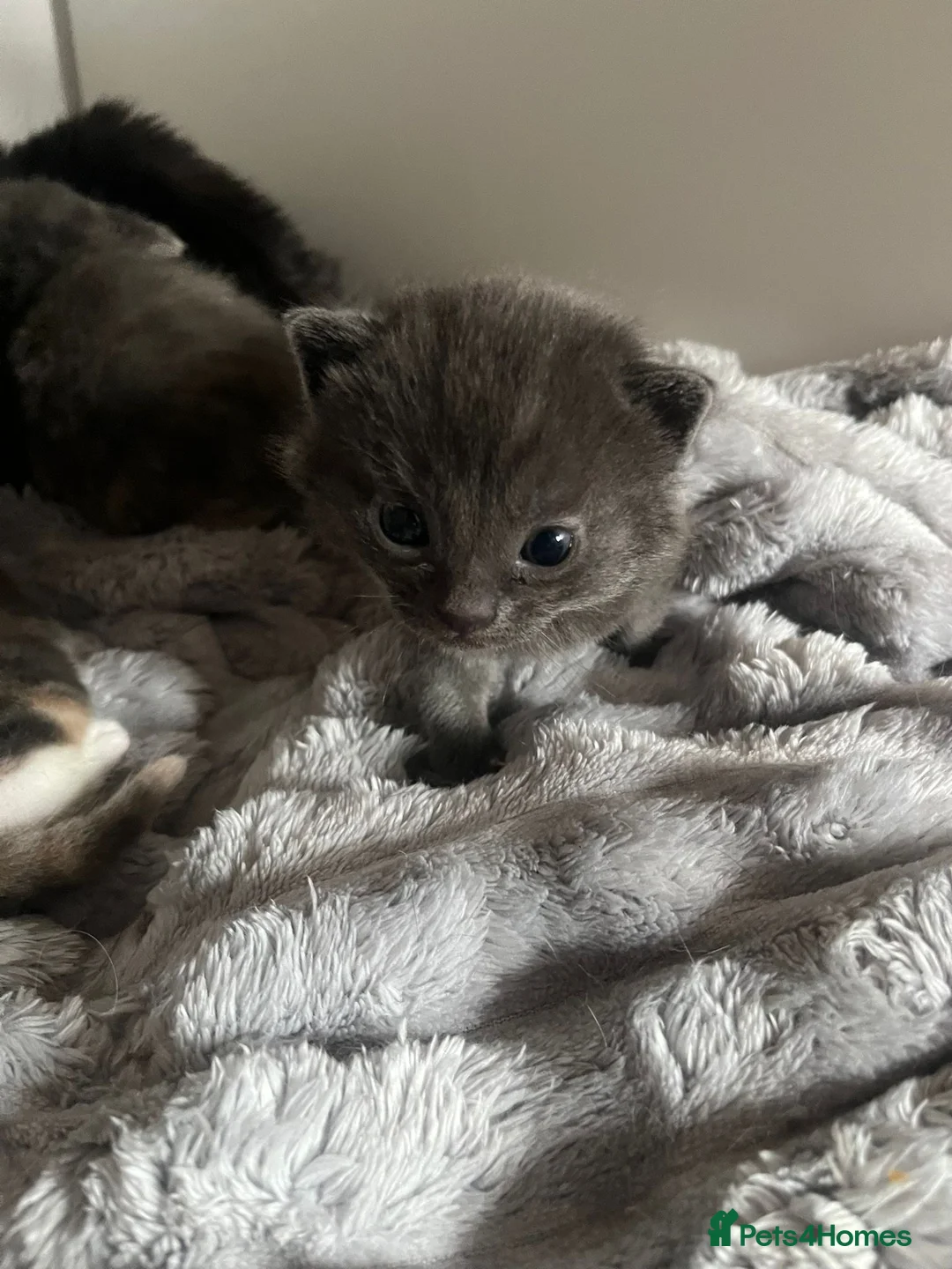 Mixed Breed cats for sale: 4 Beautiful Fluffy Babies - Advert 10