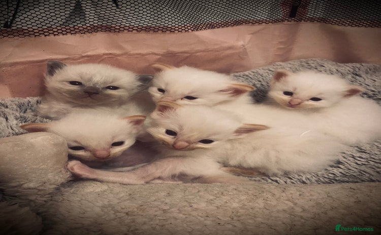 Ragdoll cats - Advert 11