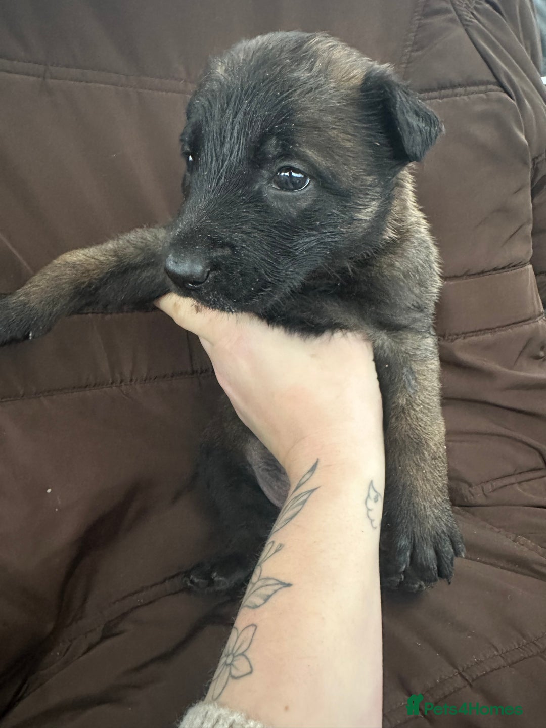 Mixed Breed dogs for sale: Dutch Herder Puppies  - Advert 34