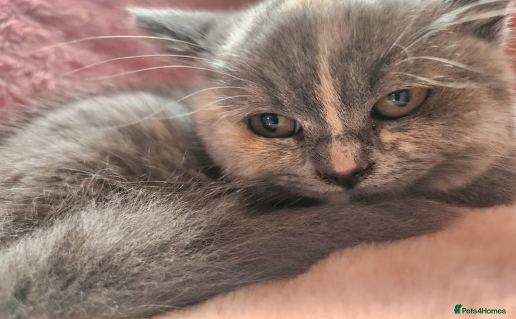 British Shorthair cats - Advert 10