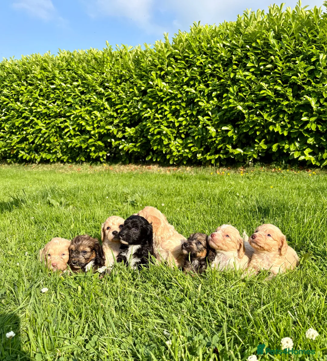 Cockapoo dogs for sale: Gorgeous F1 Cockapoo Puppies 🩷 in Llandinam - Advert 2