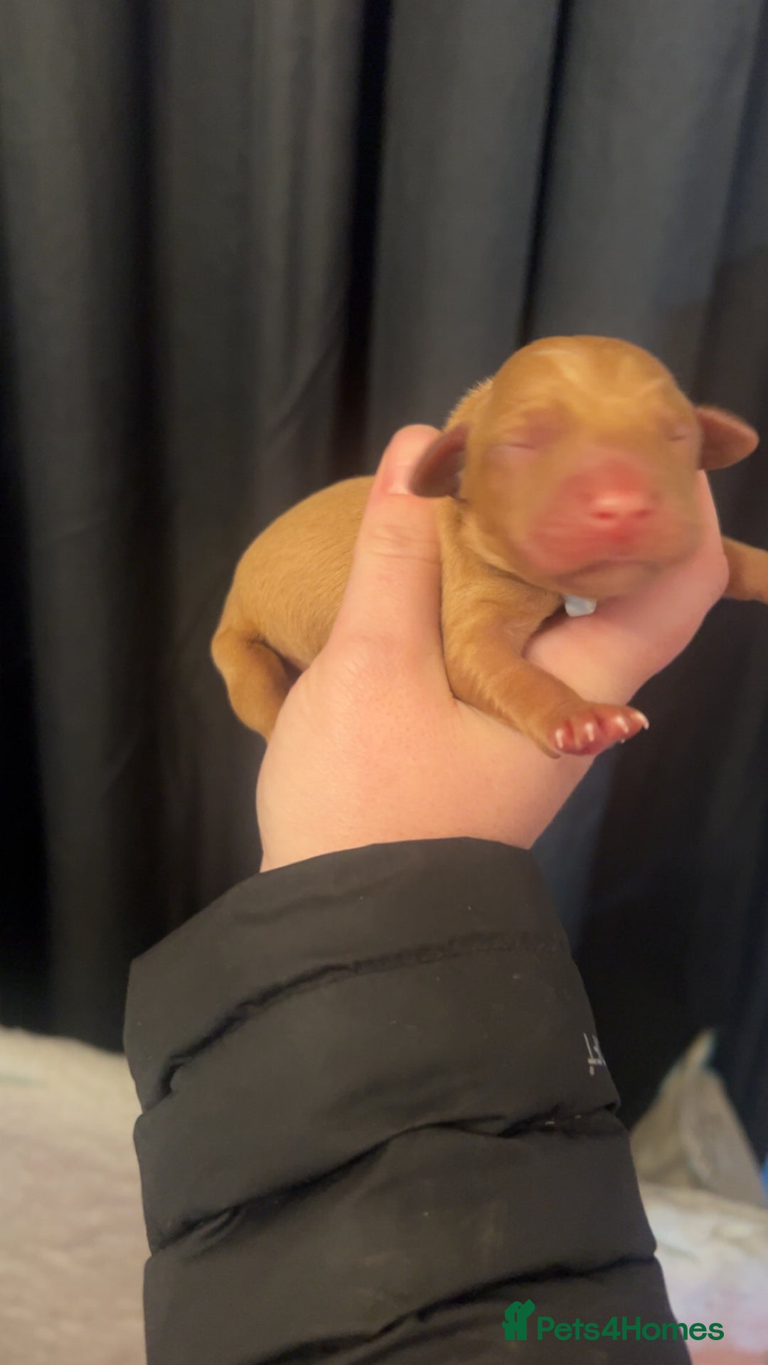 Labrador Retriever dogs for sale: Fox red lab pups for sale  - Advert 2